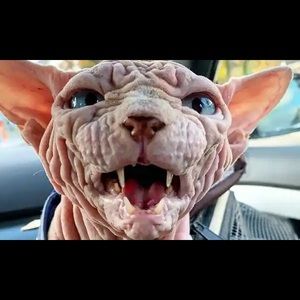 Meet your Posher, Trinity